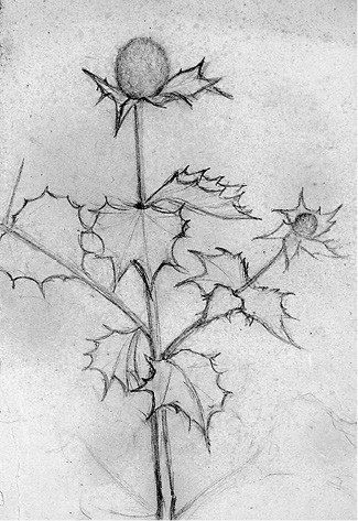 Kwitnący oset II Thistle in Bloom II Kwitnący oset II Thistle in Bloom II